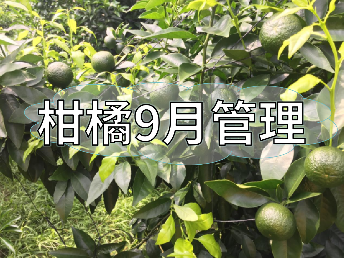 9月柑橘著色、秋梢老熟、促花、防落防裂如何平衡？