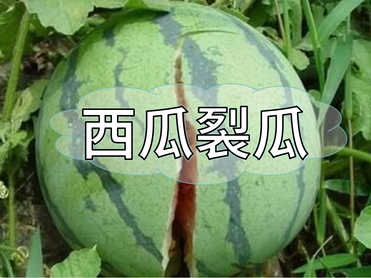 西瓜裂瓜致低產(chǎn)，這樣做，輕松解決問題！