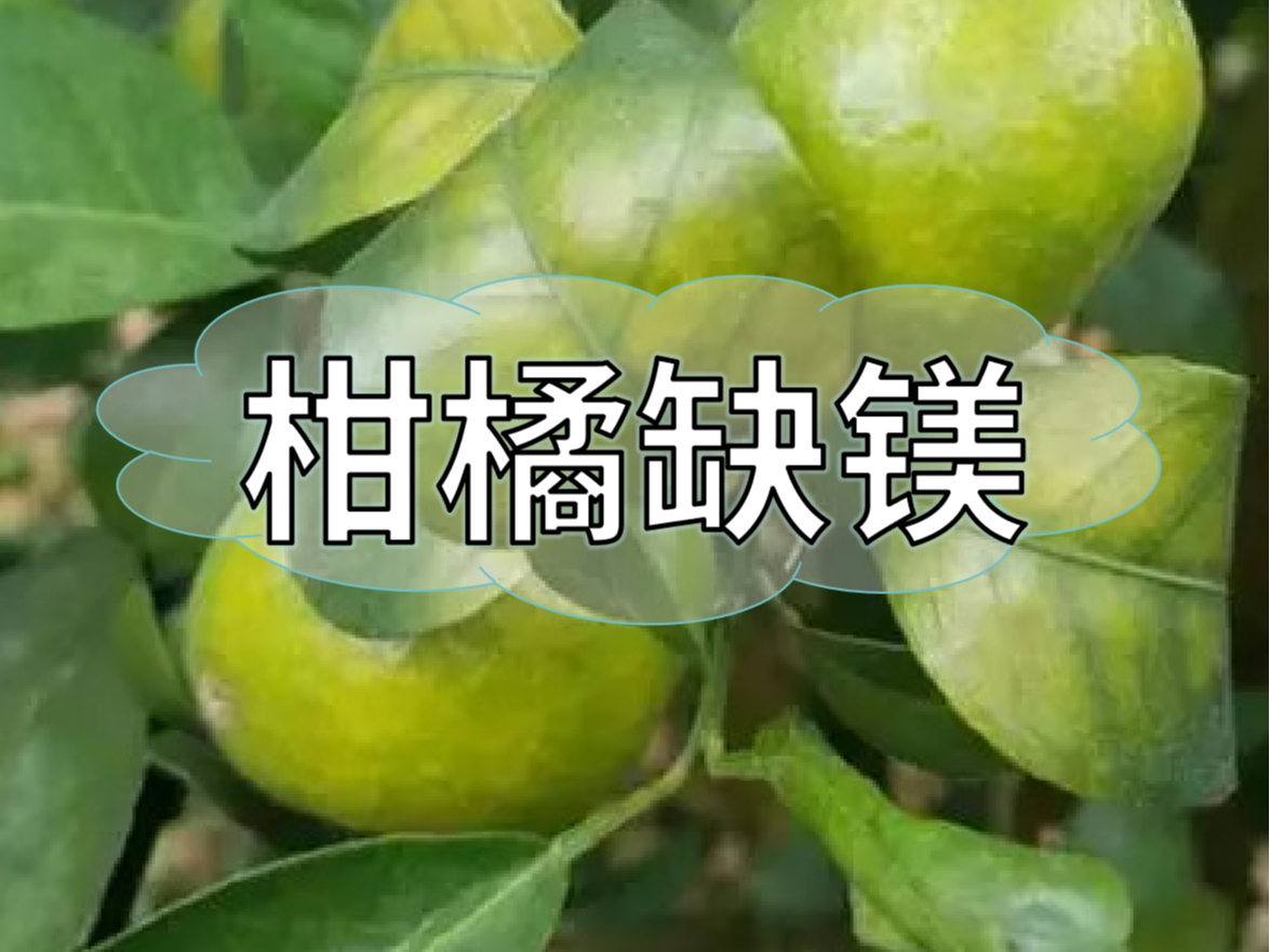 柑橘缺鎂癥狀如何預(yù)防與補(bǔ)救