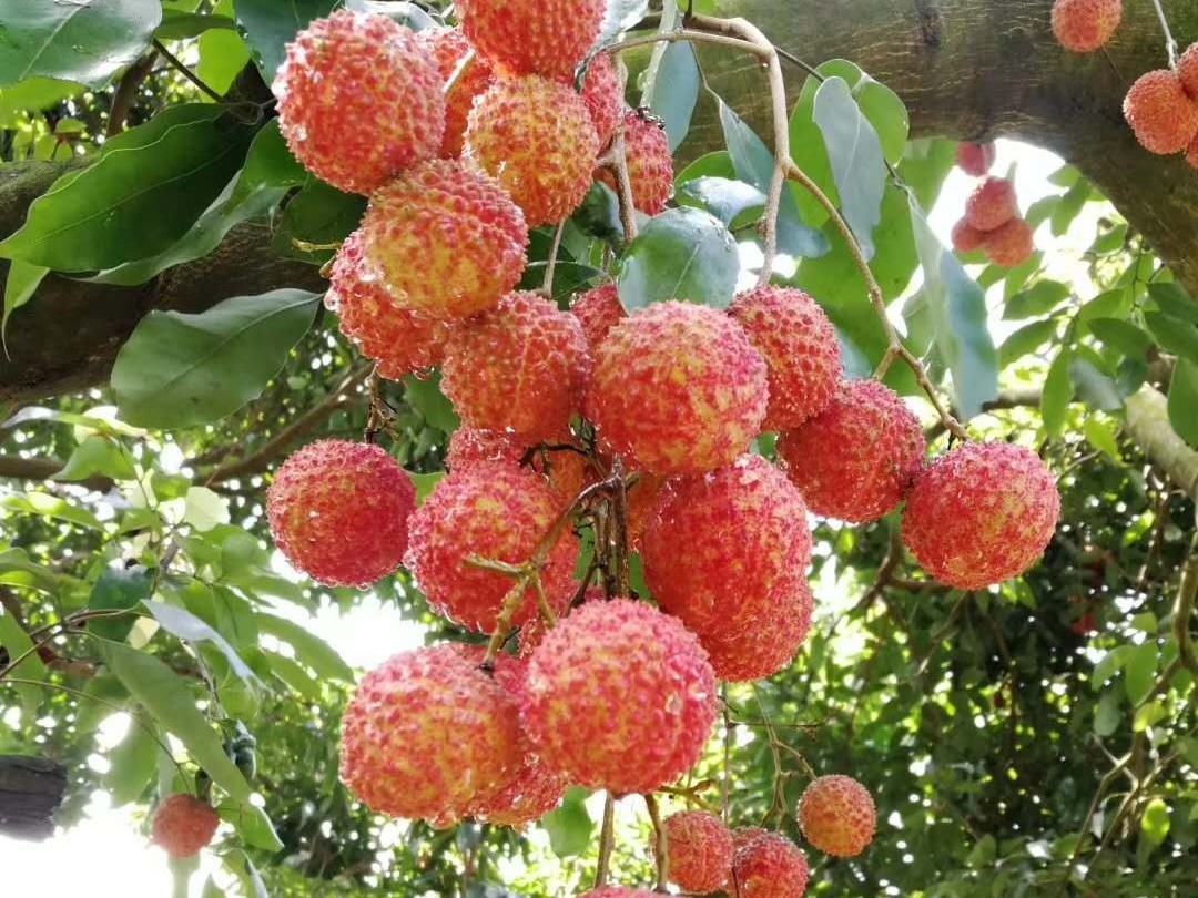 荔枝龍眼營(yíng)養(yǎng)方案
