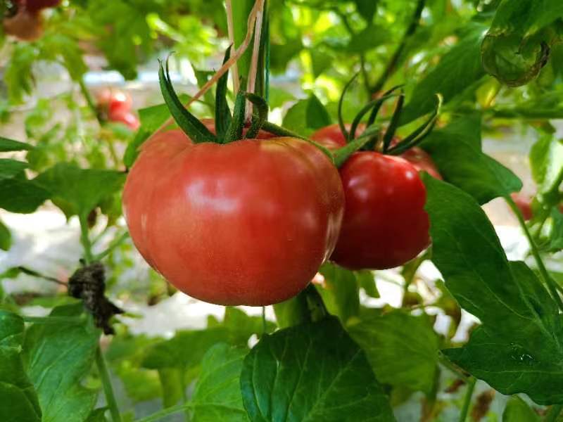 茄果瓜類營(yíng)養(yǎng)方案