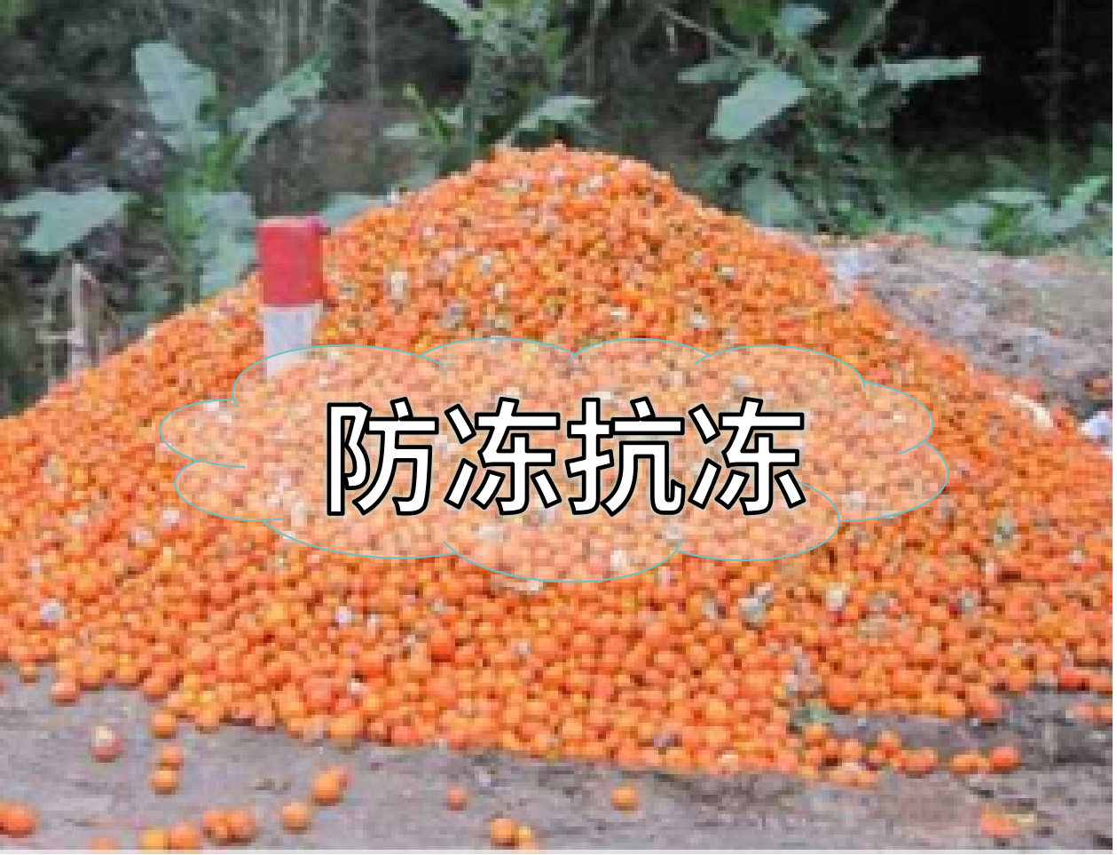 抗凍營養(yǎng)提前積累，今年抗凍不愁