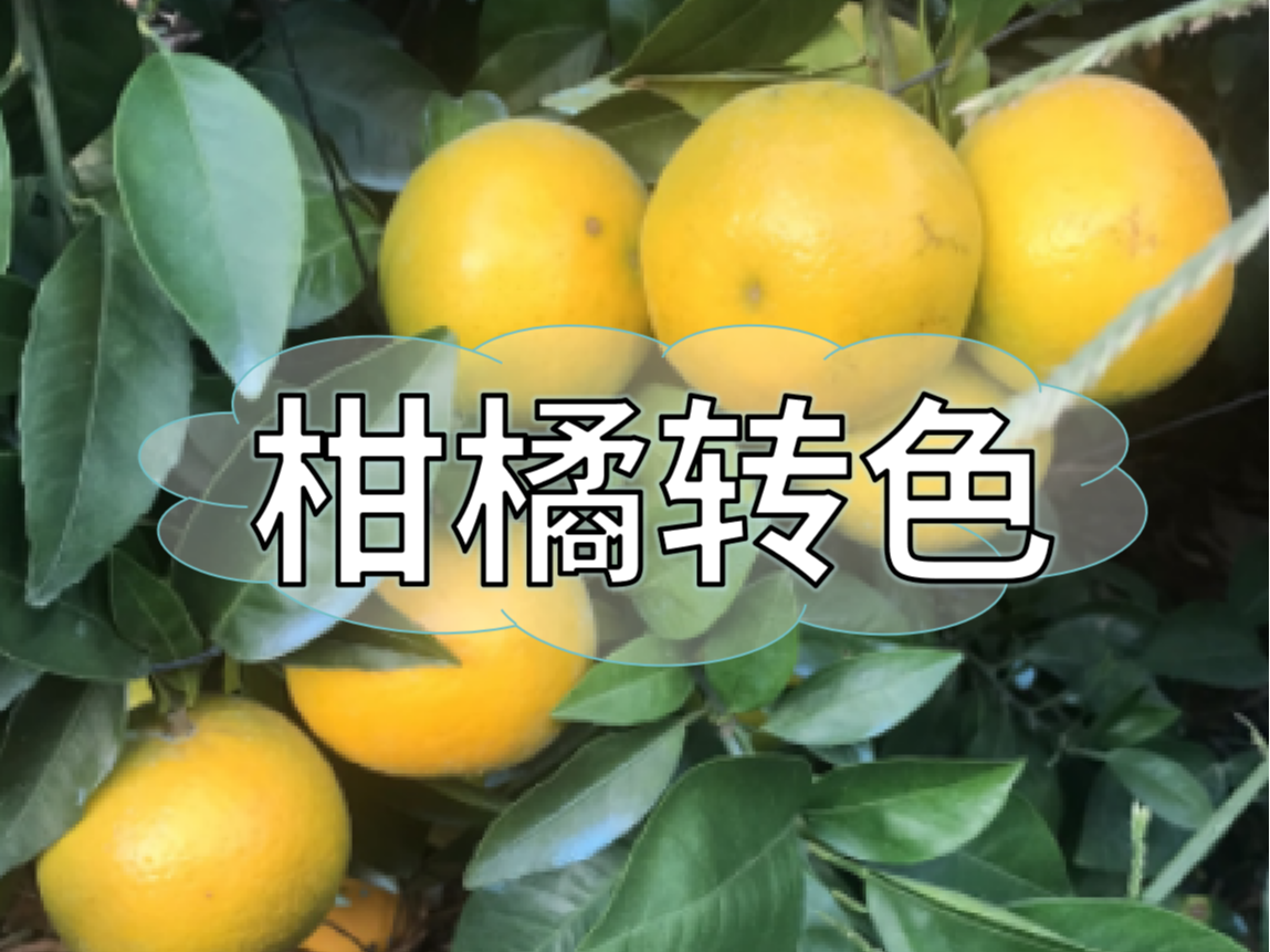 柑橘著色不理想，沖刺品質(zhì)果要抓緊了！