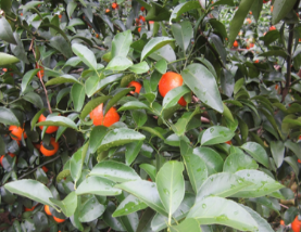 微補(bǔ)方案反饋|跟著農(nóng)友們管理，放優(yōu)質(zhì)秋梢并不難