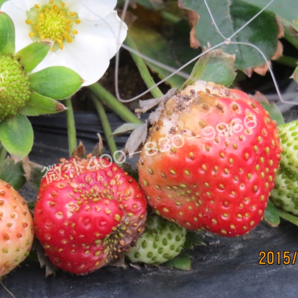 9畸形果、著色差