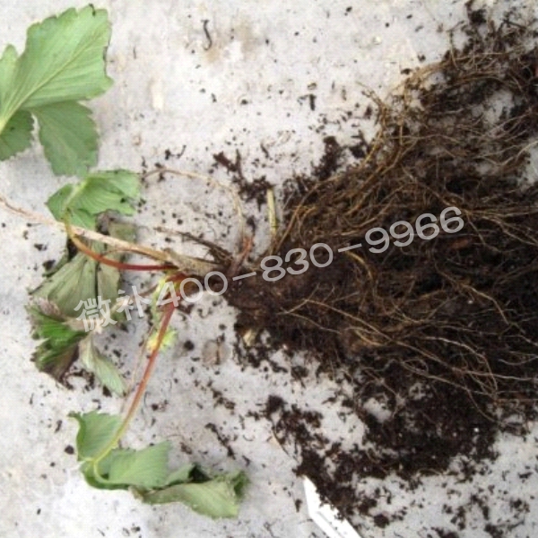 2死苗、黑根、爛根