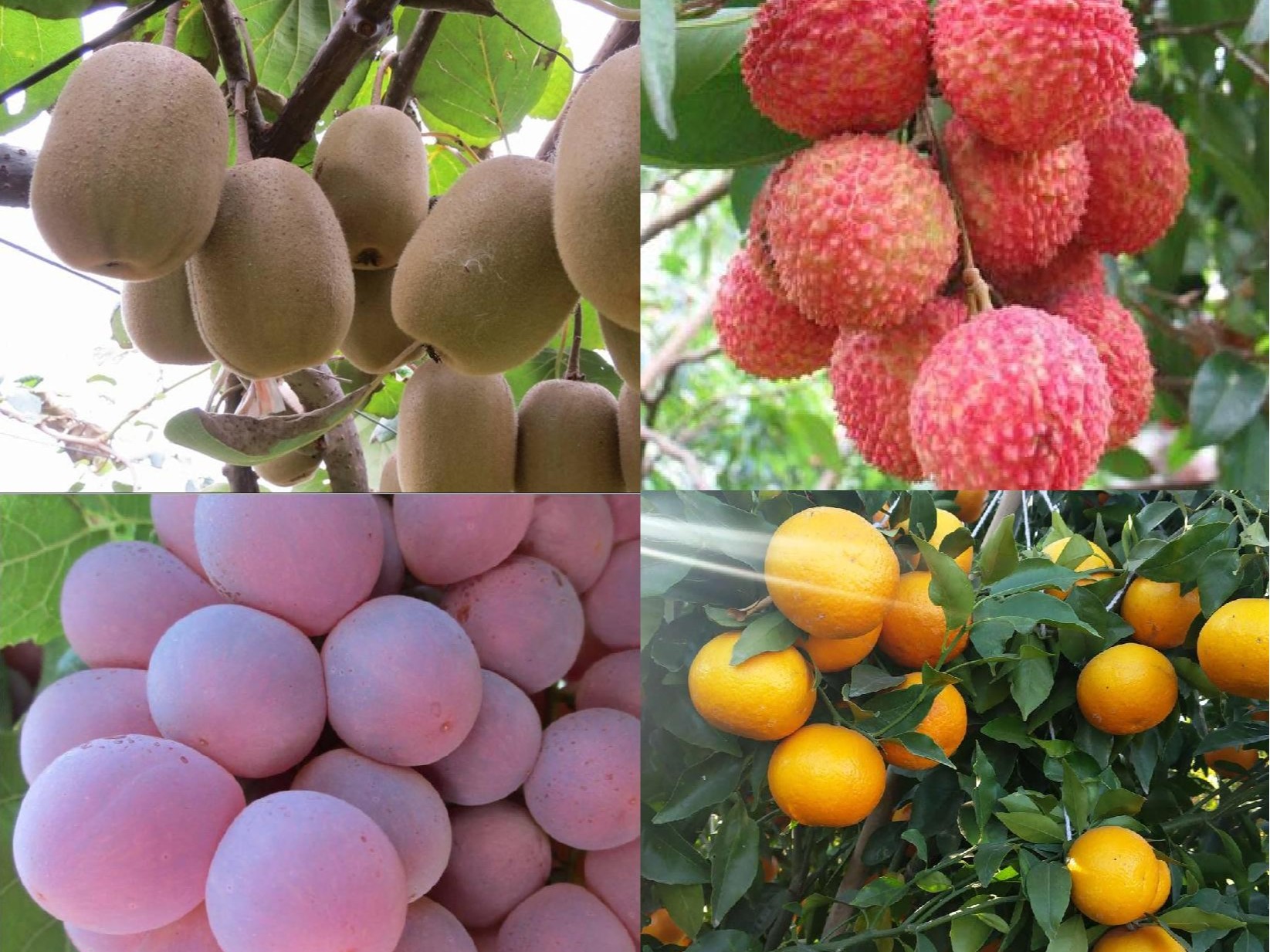 果樹(shù)補(bǔ)鈣全攻略：告別裂果爛果，種出優(yōu)質(zhì)好果