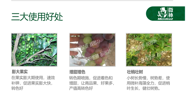 微補(bǔ)海藻全力