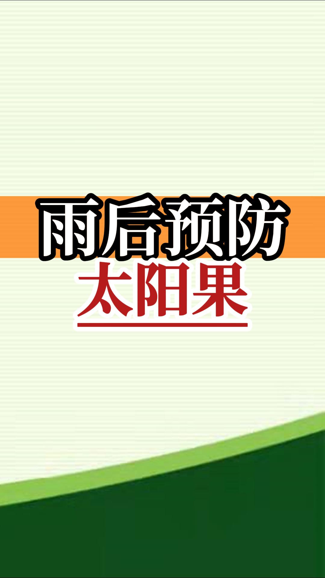 雨后高溫柑橘更易曬傷，及時管理預(yù)防太陽果