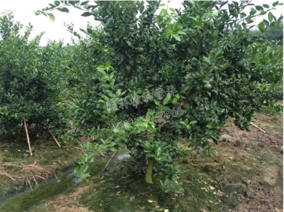 別人果園落果慘重，為何她的果園黃蒂落果少？