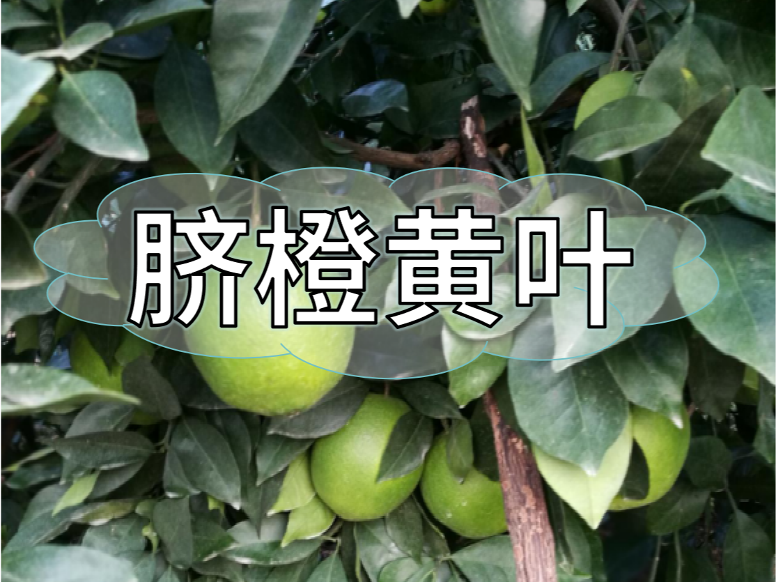 臍橙缺素黃葉越來(lái)越多，如何預(yù)防和補(bǔ)救