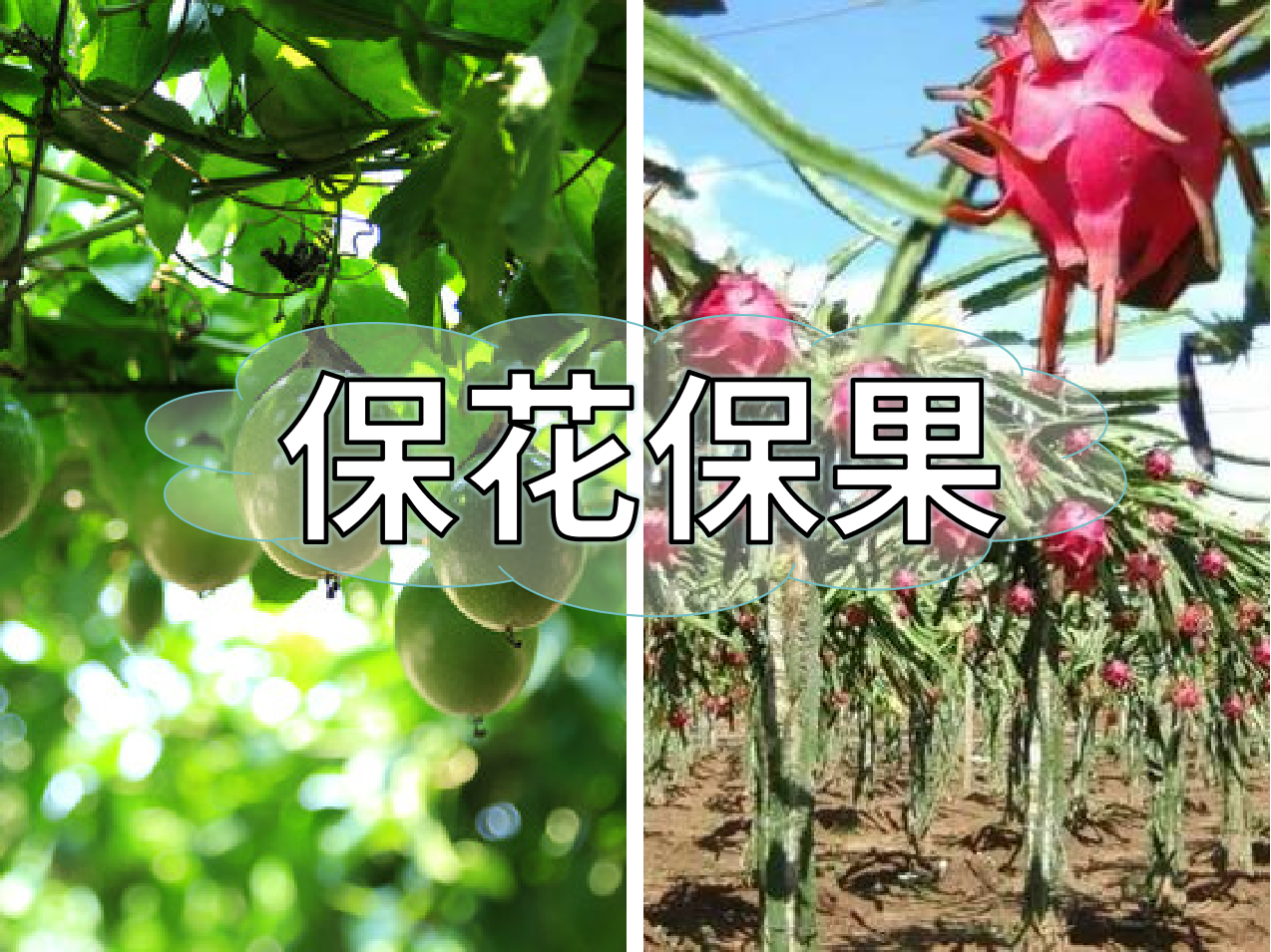 百香果、火龍果連續(xù)開花坐果期促花保果怎么做？