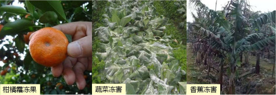 讓作物安全過冬的實(shí)用小妙招，速看