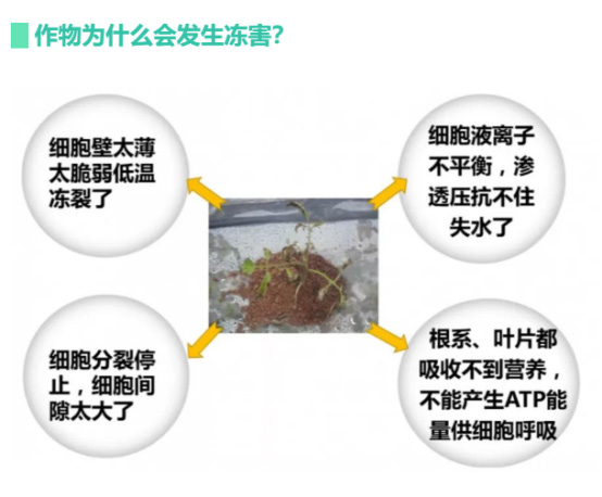 讓作物安全過冬的實(shí)用小妙招，速看