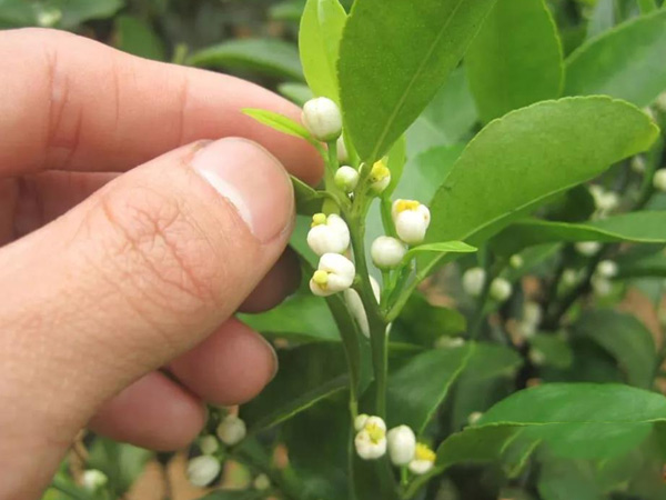 沃柑茂谷柑來(lái)花多要疏花，促花工作就不做了，小心花多不壯