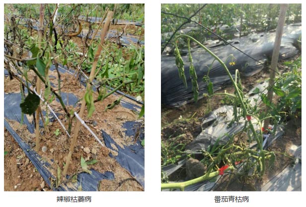 蔬菜秋季管理攻略