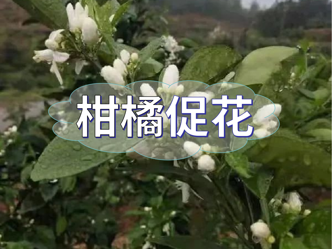 柑橘促花三要領(lǐng)，促進(jìn)優(yōu)質(zhì)花的形成
