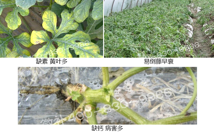 西瓜營(yíng)養(yǎng)方案