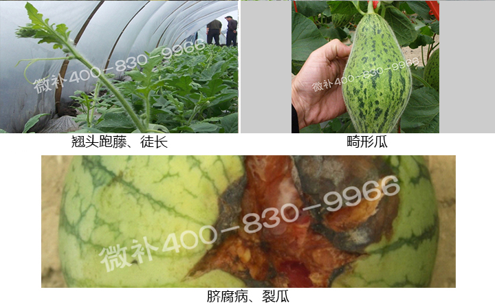 西瓜營(yíng)養(yǎng)方案