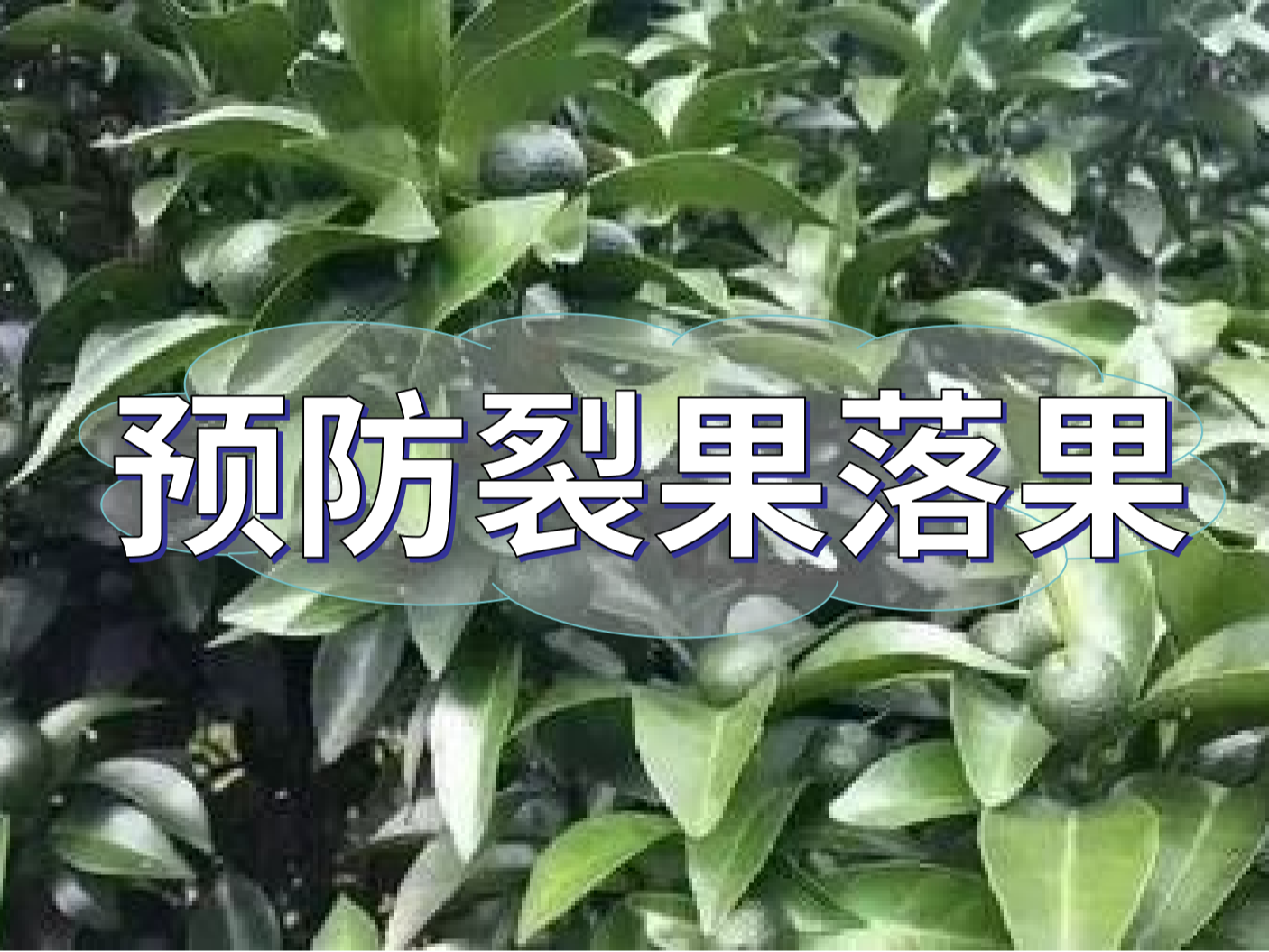 <i style='color:red'>柑橘落果</i>裂果高峰期，要先預(yù)防