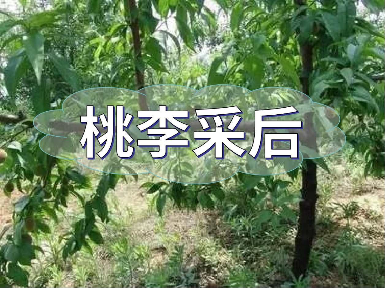桃李等保好來(lái)年產(chǎn)量，得從秋梢做起