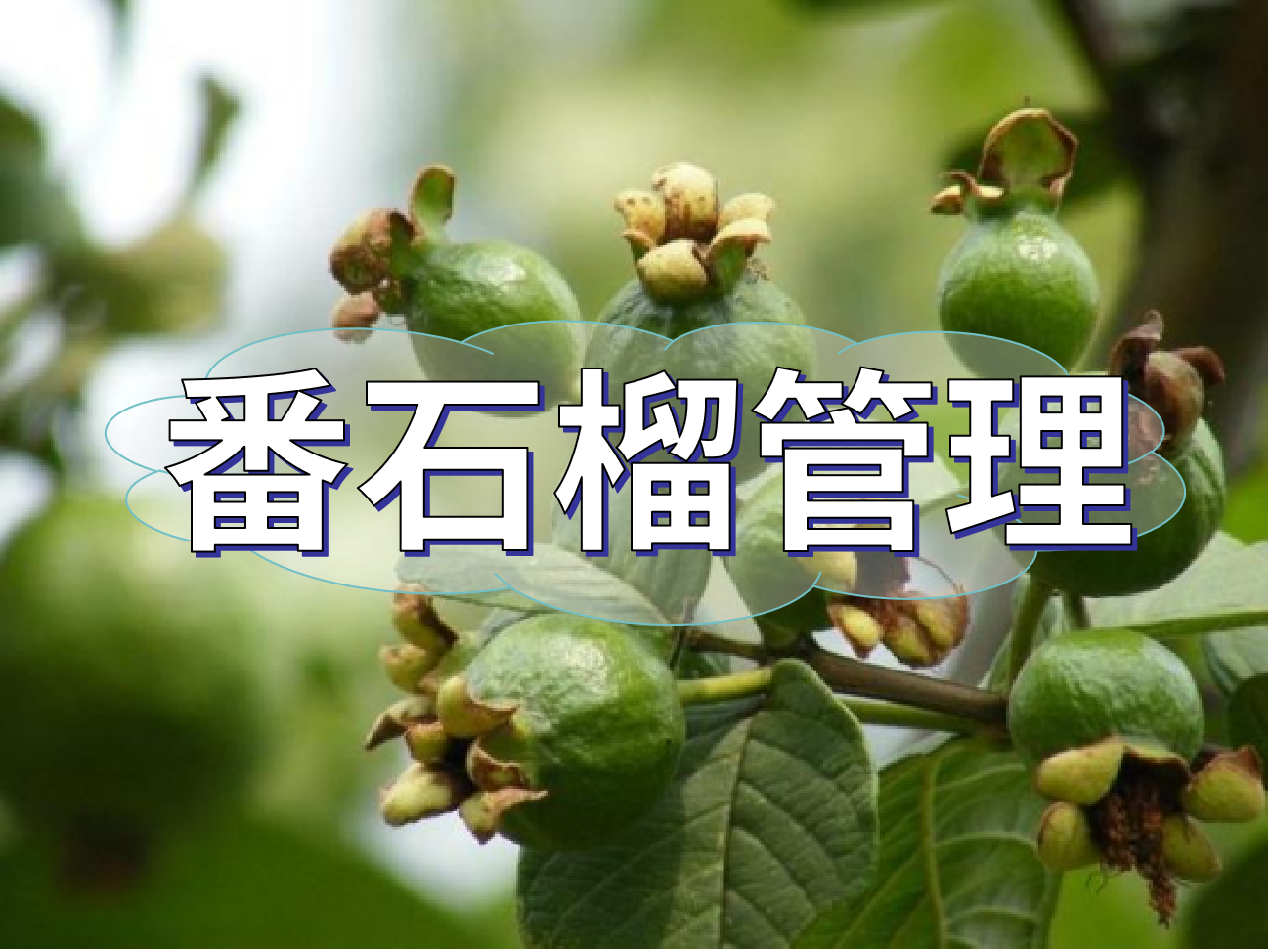 番石榴花少果少，連續(xù)開花坐果期這套方案提高產(chǎn)量