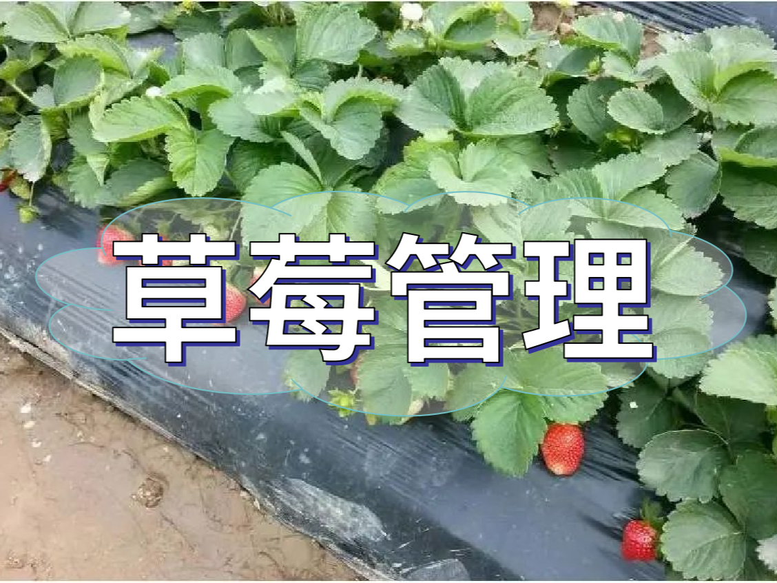 這樣做讓你的草莓品質(zhì)好，產(chǎn)量高！