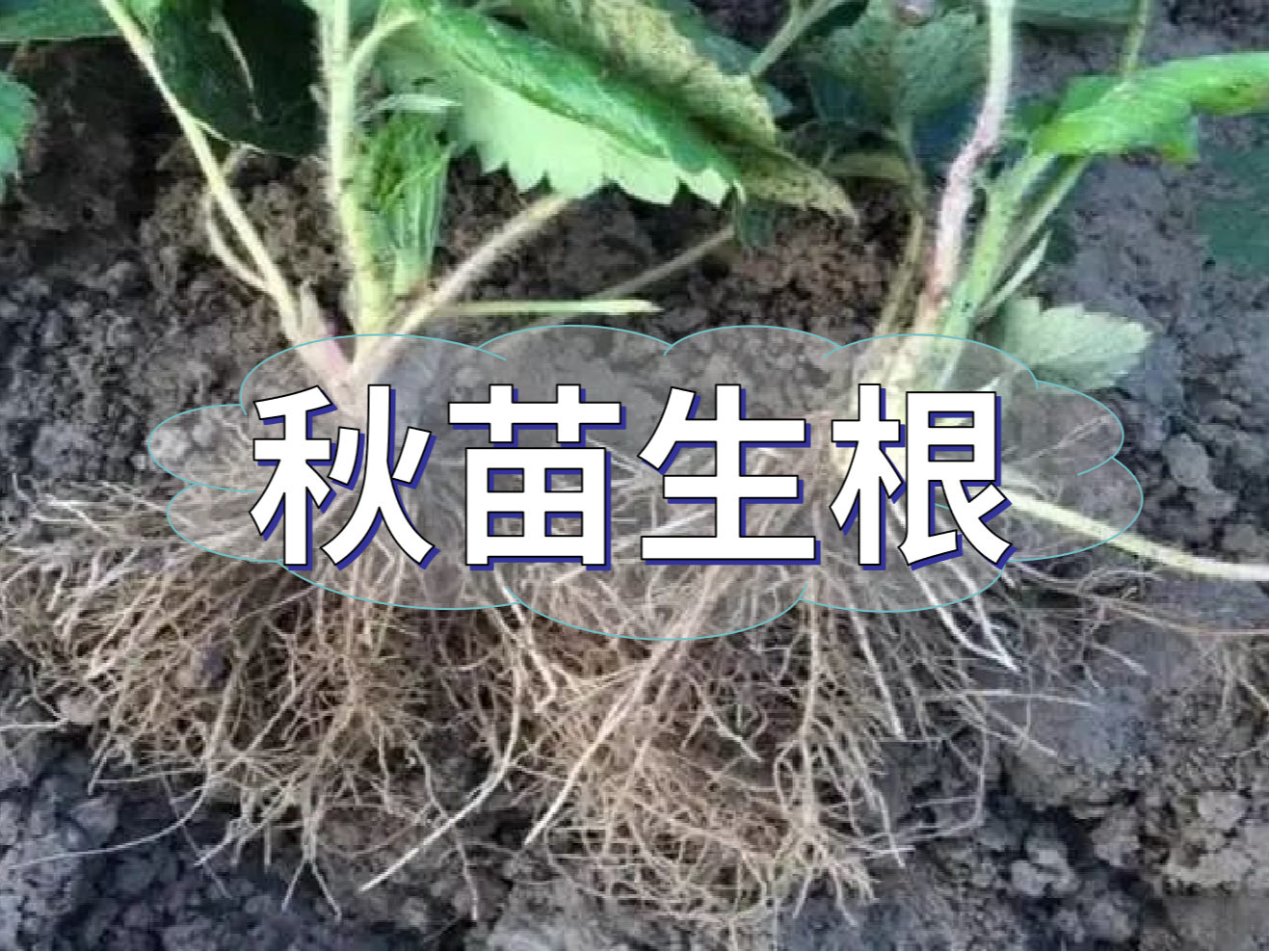 秋播開(kāi)始，生根養(yǎng)根是作物健壯增產(chǎn)提質(zhì)的關(guān)鍵