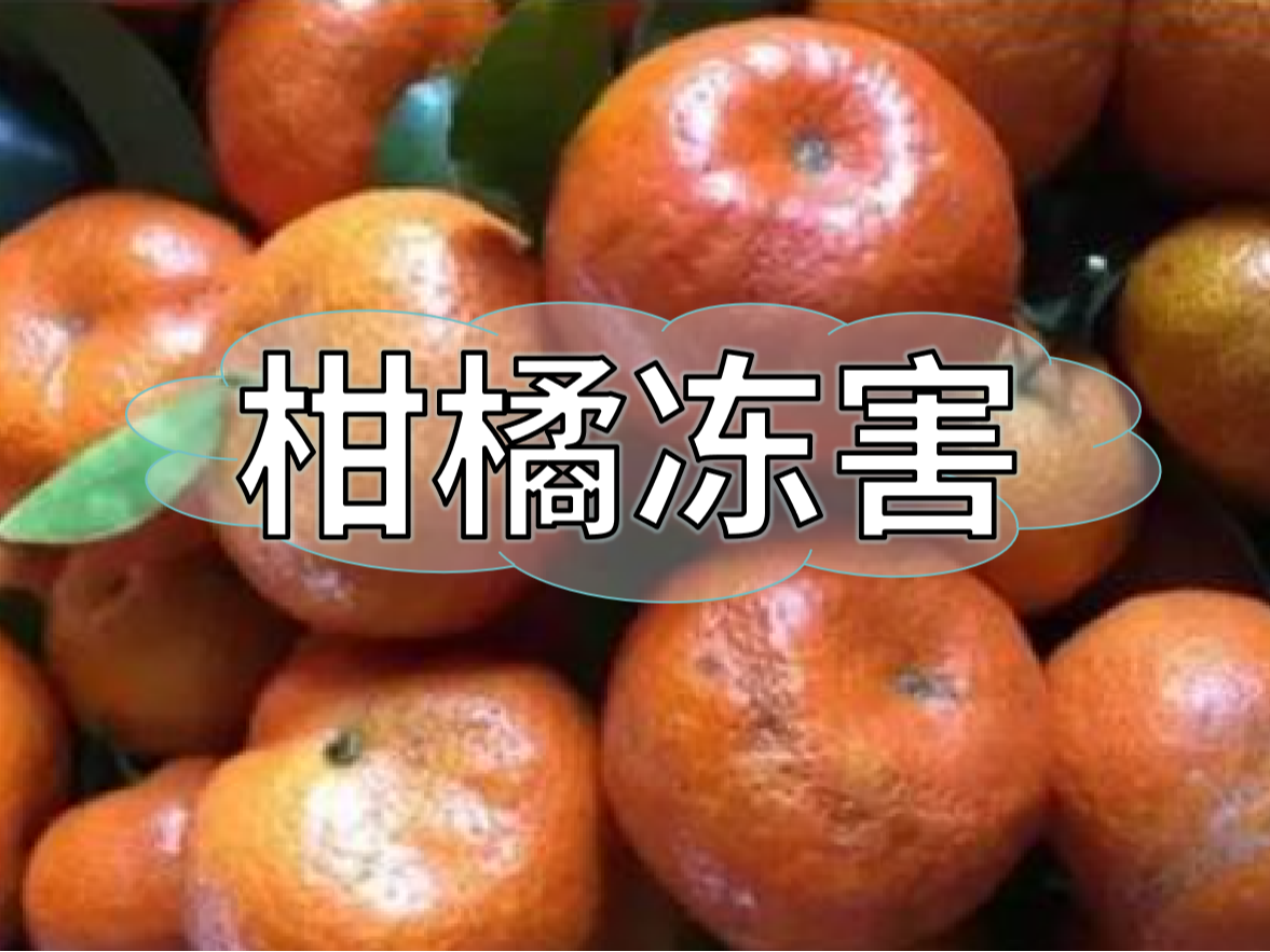 柑橘凍害難恢復(fù)，防凍提前做更重要