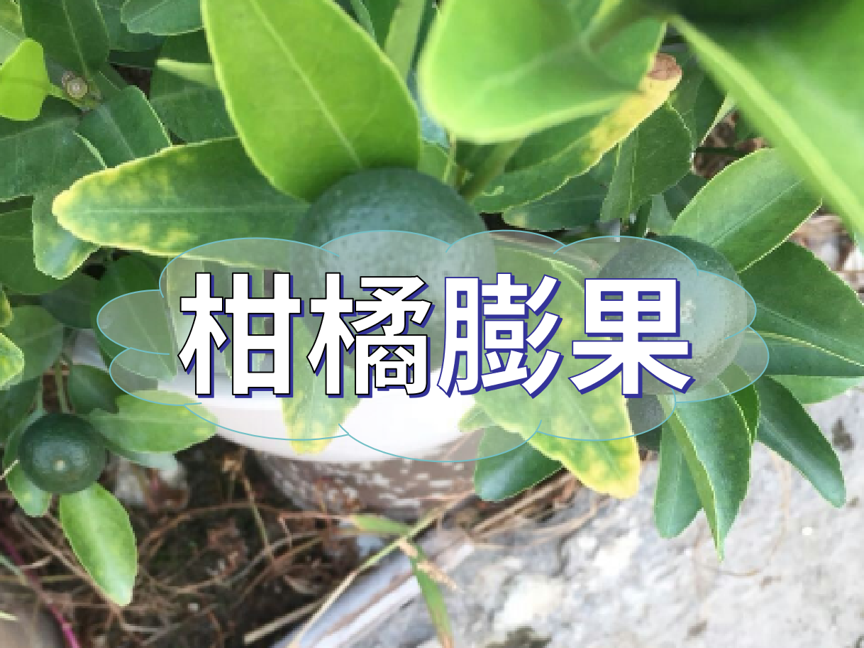 柑橘膨果慢？膨果并非多補(bǔ)鉀這么簡(jiǎn)單！