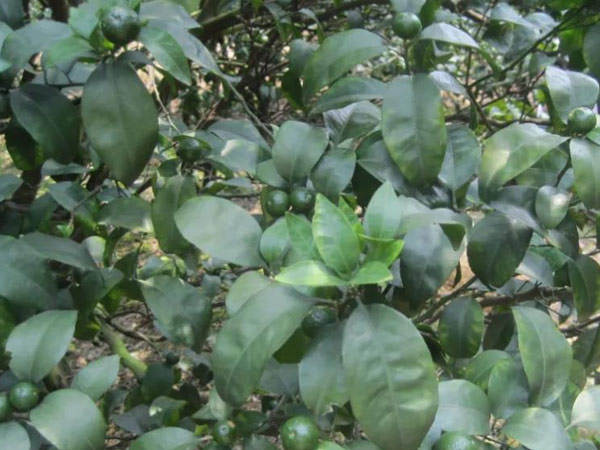 微補三級火箭方案有如此神奇功效？