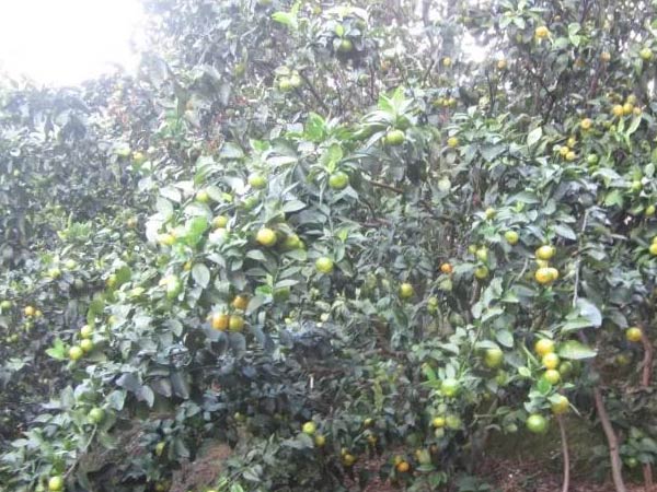 微補三級火箭方案有如此神奇功效？