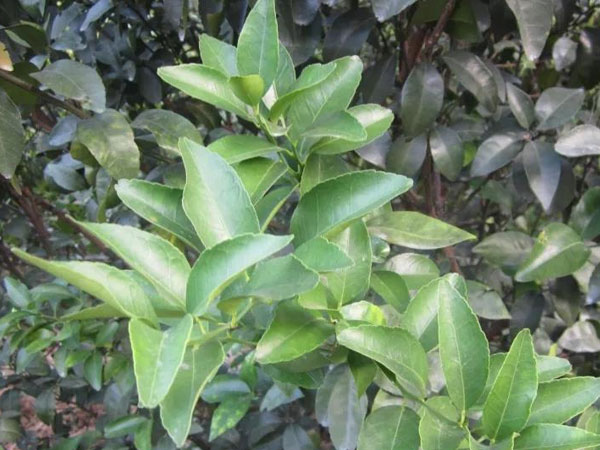 微補三級火箭方案有如此神奇功效？