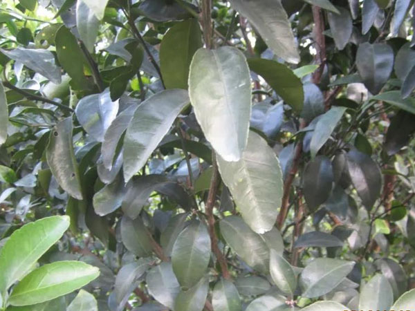 微補三級火箭方案有如此神奇功效？