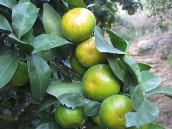 微補三級火箭方案有如此神奇功效？