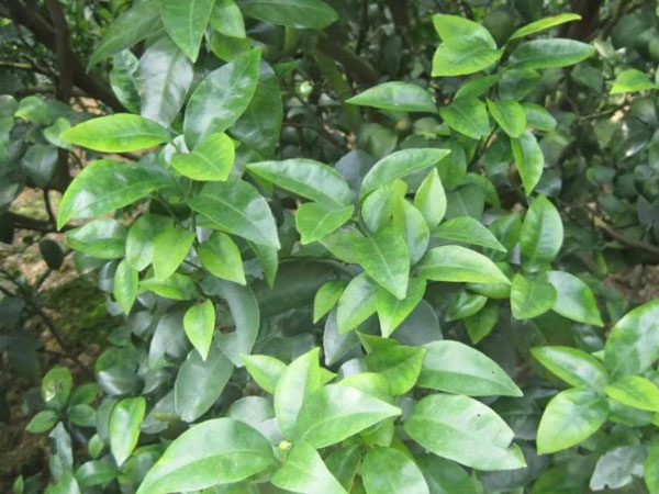 微補三級火箭方案有如此神奇功效？