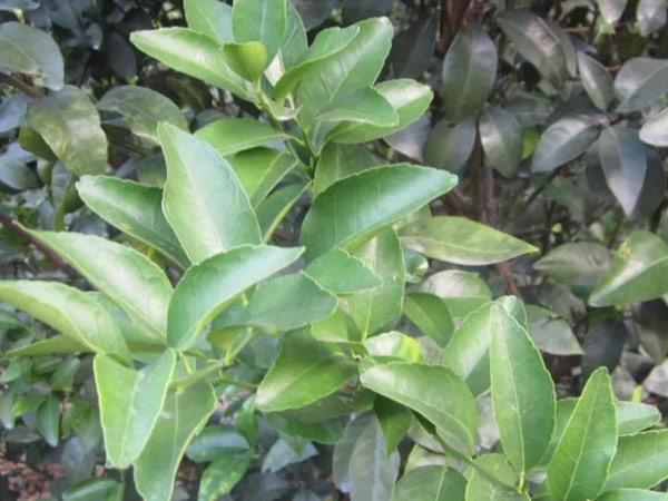 微補三級火箭方案有如此神奇功效？