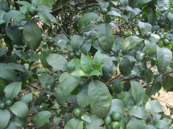 微補三級火箭方案有如此神奇功效？