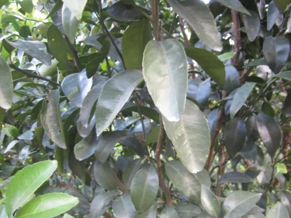 微補三級火箭方案有如此神奇功效？