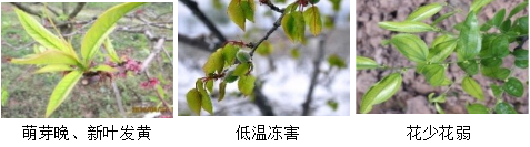 核果類營養(yǎng)方案