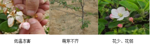 蘋果營養(yǎng)方案