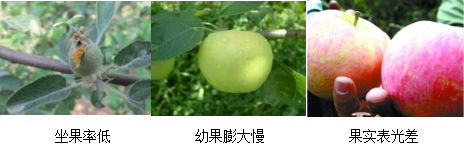 蘋果營養(yǎng)方案