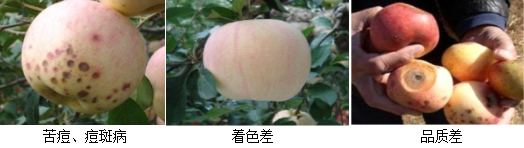蘋果營養(yǎng)方案