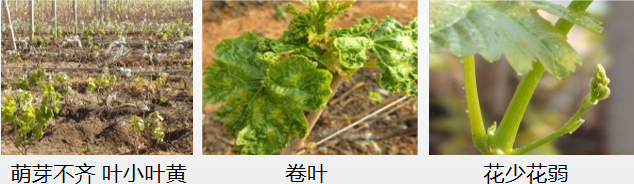 葡萄營養(yǎng)方案