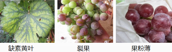 葡萄營養(yǎng)方案