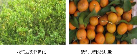 柑橘營養(yǎng)方案