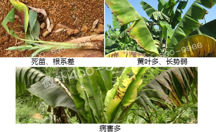 香蕉營養(yǎng)方案