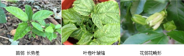 百香果營養(yǎng)方案