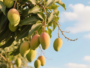 芒果營(yíng)養(yǎng)方案