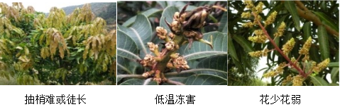 芒果營(yíng)養(yǎng)方案